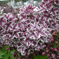 up close lilacs